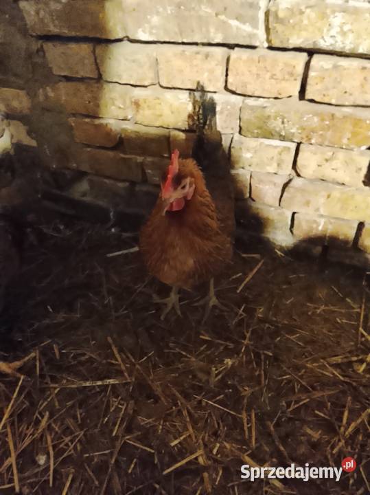 Zielononozki nioski Lubiszyn