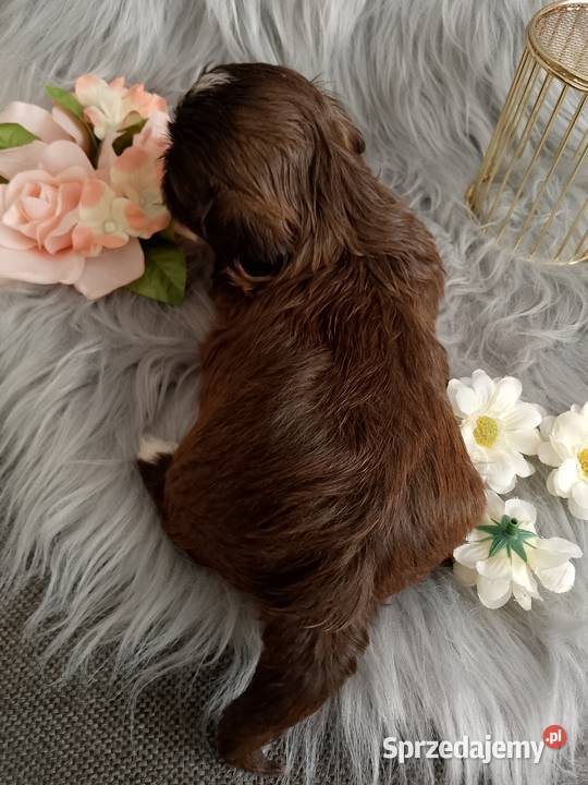 Czekoladowa suczka rasy ShihTzu