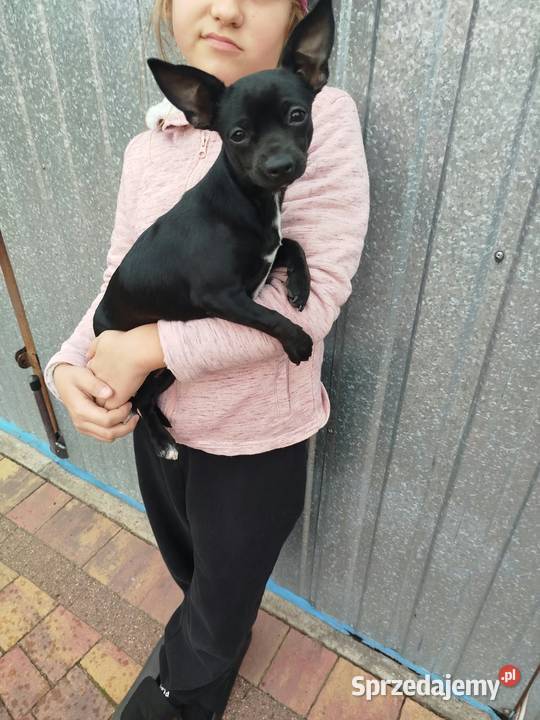 Śliczna suczka Chihuahua szuka kochającego domu Płońsk
