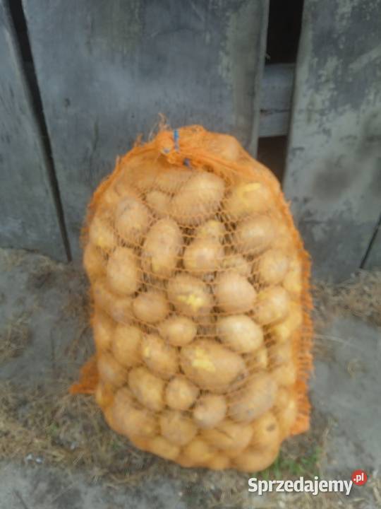 Ziemniaki śląskie Szczekociny