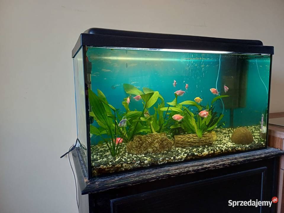 Akwarium 126L z komodą i rybkami plus akcesoria Jaworzno