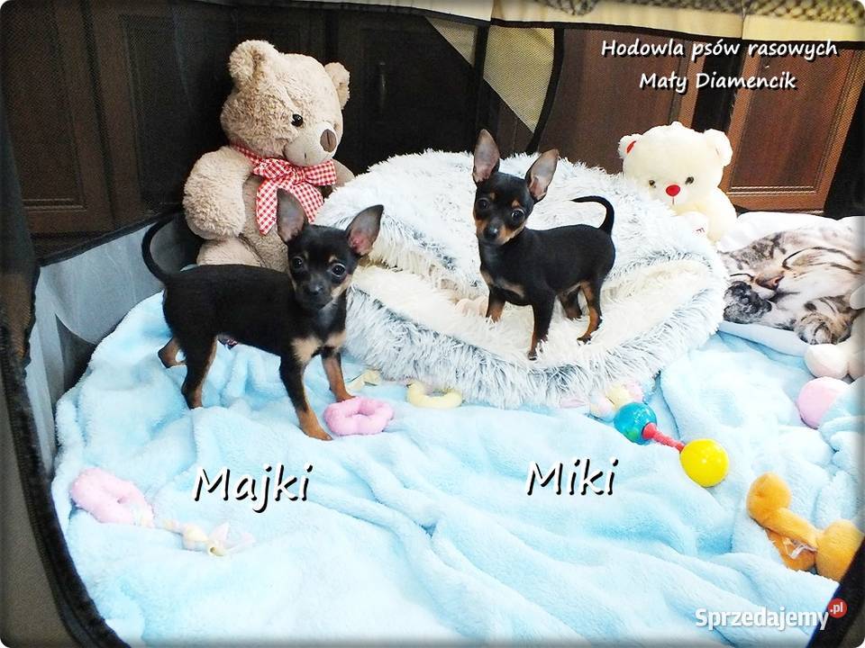Mini Piesek Pinczer miniaturowy tzw Ratlerek