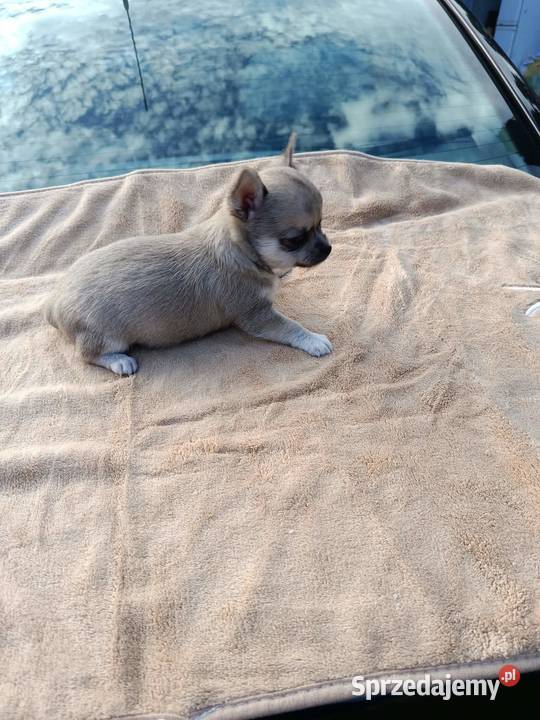 Śliczny piesek chihuahua Warszawy mazowieckie
