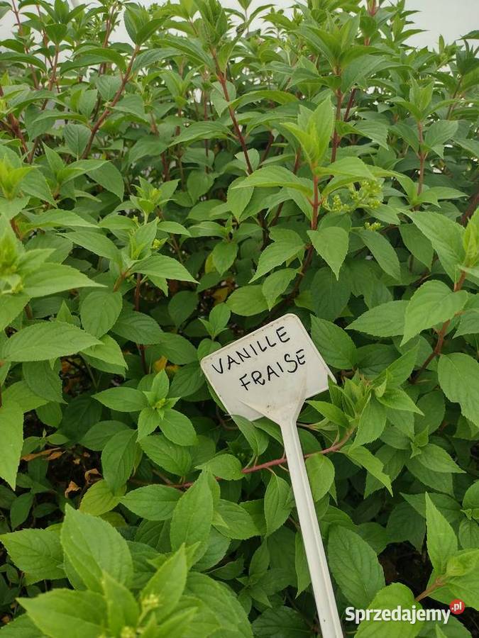 Hortensje bukietowe SADZONKI dolnośląskie Wrocław sprzedam