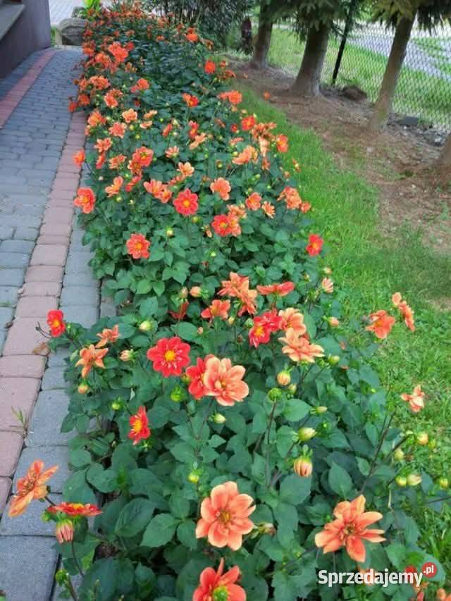 Kłącza Kanny i bulwy Dalii Kraków