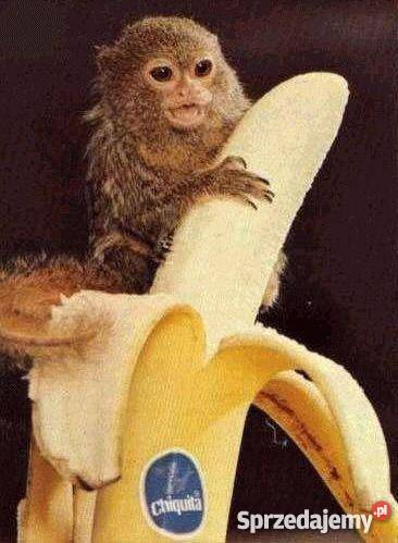 Karmy witaminowe guma arabska małpek i małpiatek dolnośląskie sprzedam