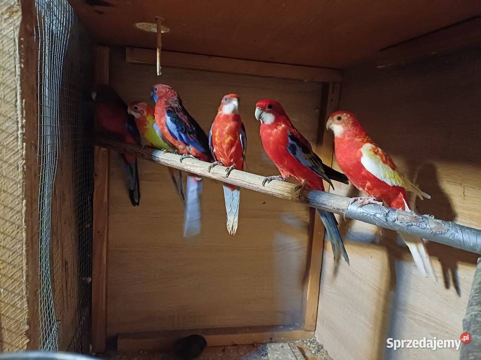 Sprzedam rozelle Rzeszów