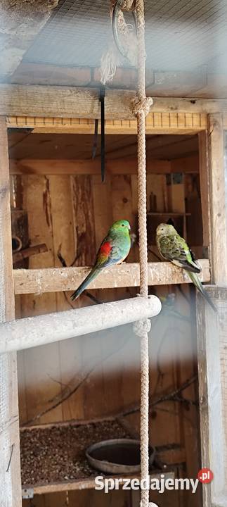 Świergotki pary Motycz sprzedam