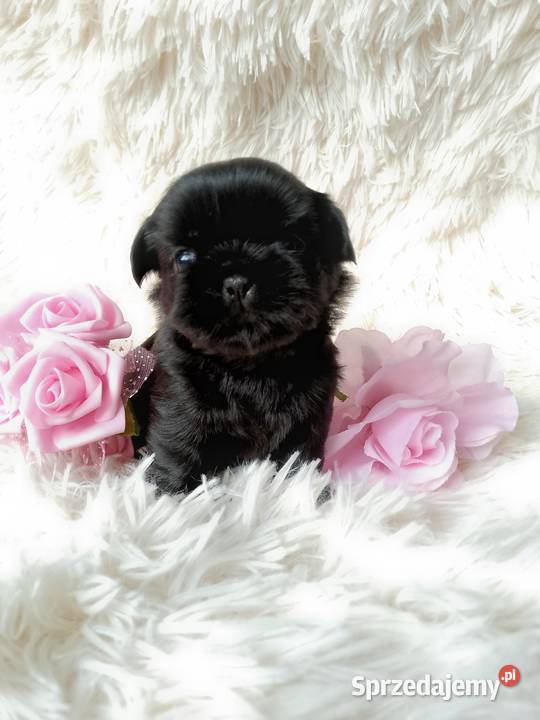 Czarna piękna suczka rasy ShihTzu Kluczbork sprzedam