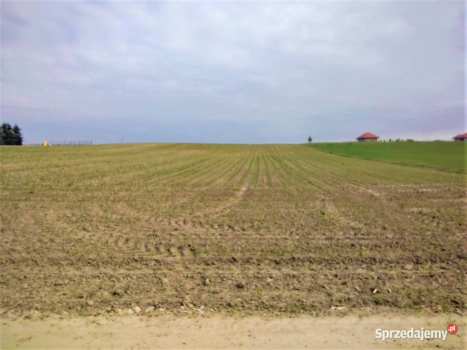 Działka 5000 metrów Miłocin 39zł/m2