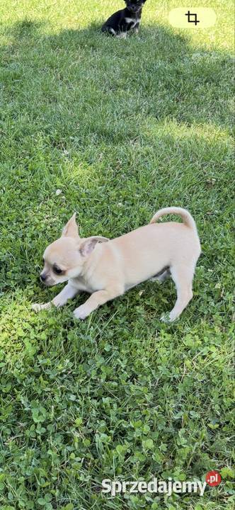 Chihuahua Sosnowiec sprzedam
