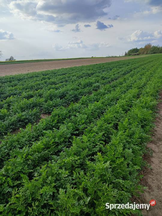 Natka pietruszki Łęczyca