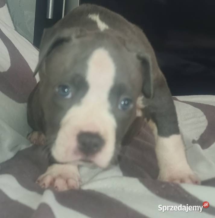 American Staffordshire Terrier Pies lubelskie Chełm