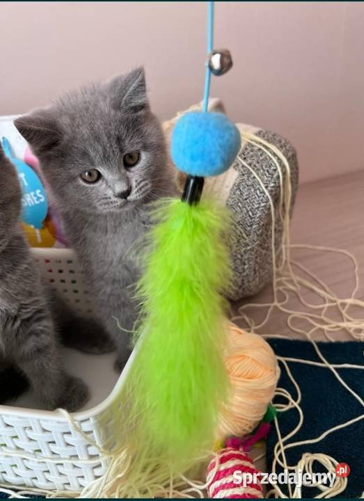 Kotka Brytyjska Krótkowłosa Długołęka