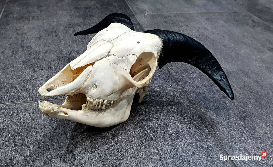 Muflon pełna czaszka OKAZJA inny kolor Tarnowiec