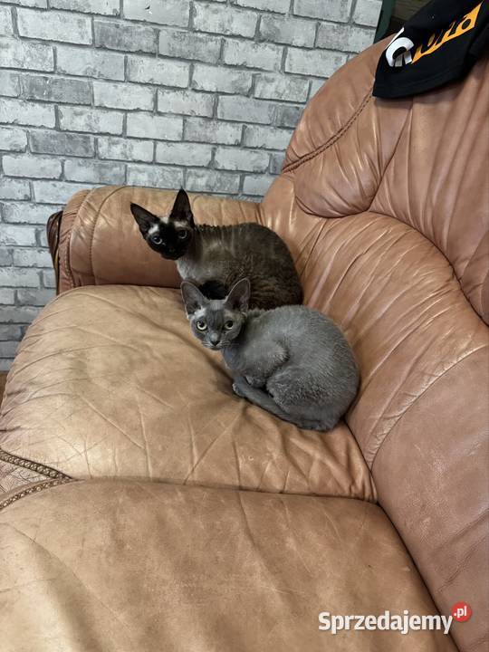 Kotka devon rex 15roku Łódź
