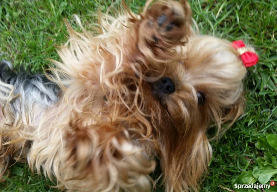Yorkshire Terrier York Yorki Kraków małopolskie Kraków
