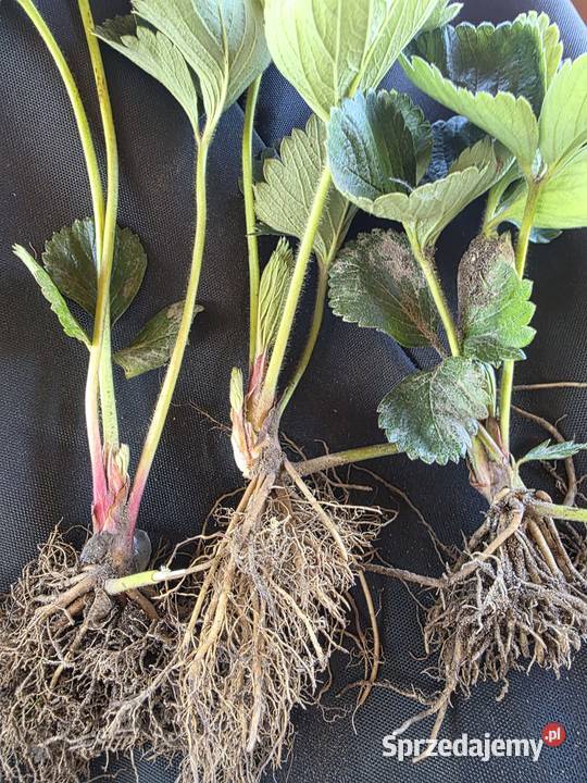 Sadzonki truskawki późnej najsłodszej sprzedam Skrzynno