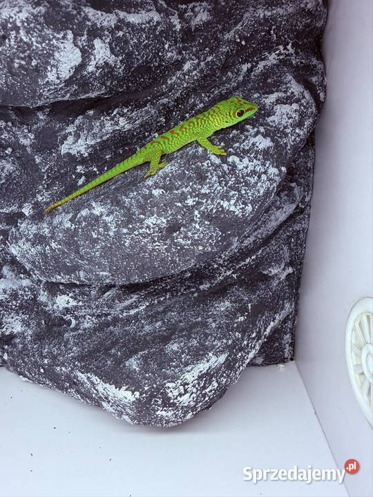 Felsuma madagaskarska felsumy madagaskarskie Zwierzęta pomorskie Tczew