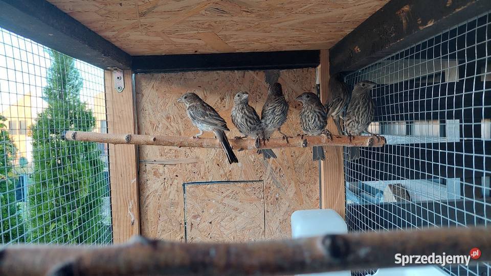 Gile meksykańskie dziwonia ogrodowa śląskie Radzionków