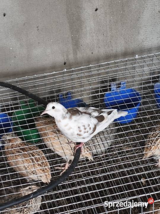 Cukrowki ptaki sprzedam