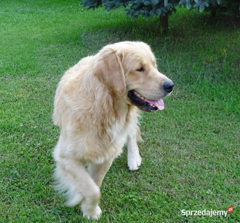Golden retriever 15 miesięczny Przysucha