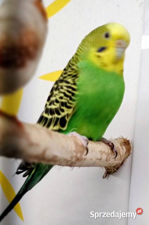 Papugi faliste samiec samica Zwierzęta Tarnów sprzedam