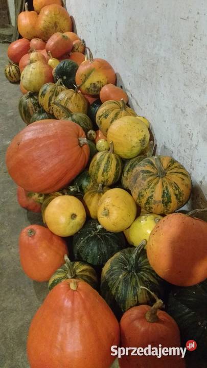 dynia ekologiczna Dziadowa Kłoda