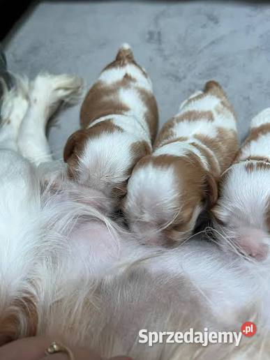Cavalier King charles spaniel suczka Katowice