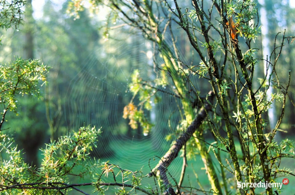 7810m2działka bud 4965m22845m2LAS Sprzedaż Kania Góra sprzedam