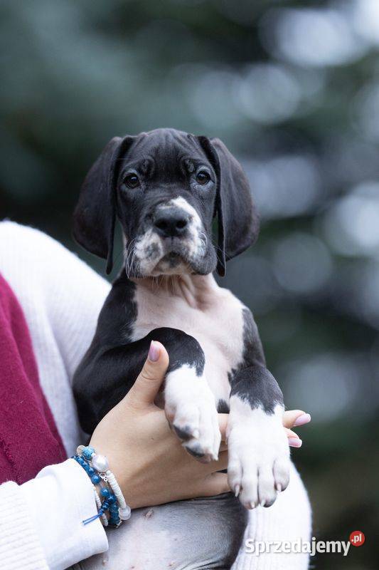 Czarny piesek dog niemiecki FCI importowane Mszczonów sprzedam