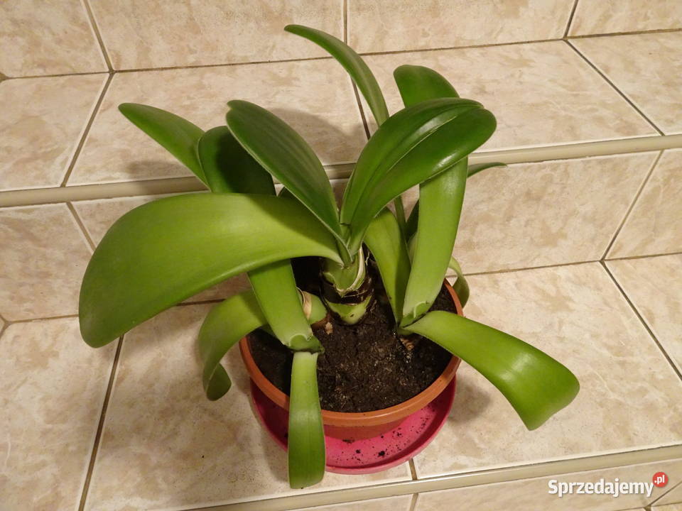 Krasnokwiat białokwiaty mazowieckie Warszawa