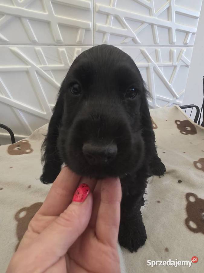 Cocker spaniel angielski pieski i sunie sprzedam