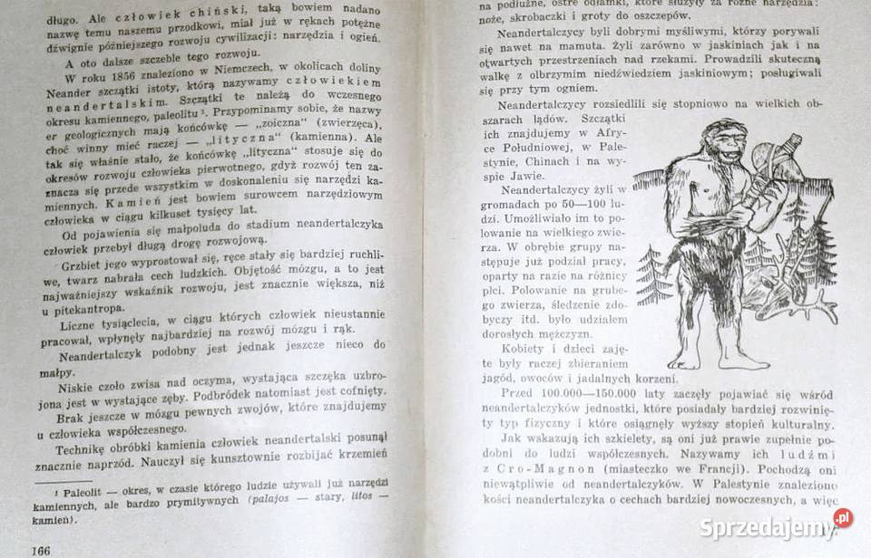 W poszukiwaniu rodowodu D Jarząbek lubelskie Chełm