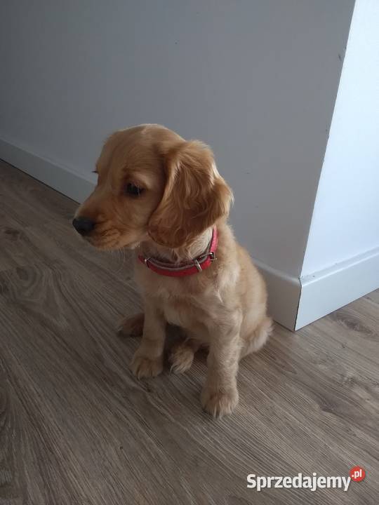 Szczeniak cocer spaniel Sobienie-Jeziory