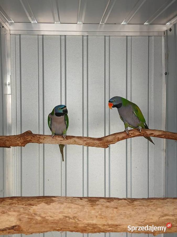 Aleksandretty pary chińska i obrozna Rawicz