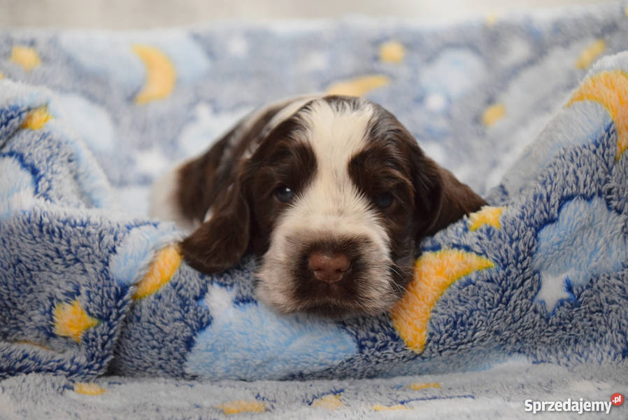 Cocker Spaniel AngielskiSuczka z metryką ZKwP Nowy Sącz