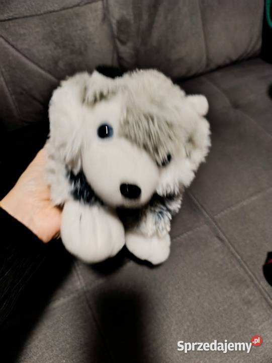 pluszowa poduszka w kształcie psa husky marki Poznań