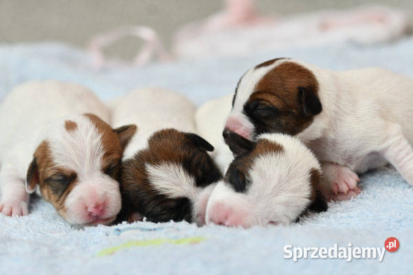 Jack Russell Terrier szczeniaczki FCI Kołątajew sprzedam