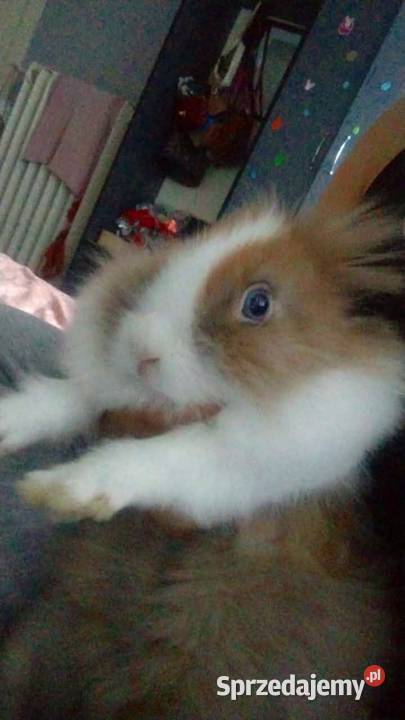 Karzełek Teddy miniaturka z klatką Grudziądz