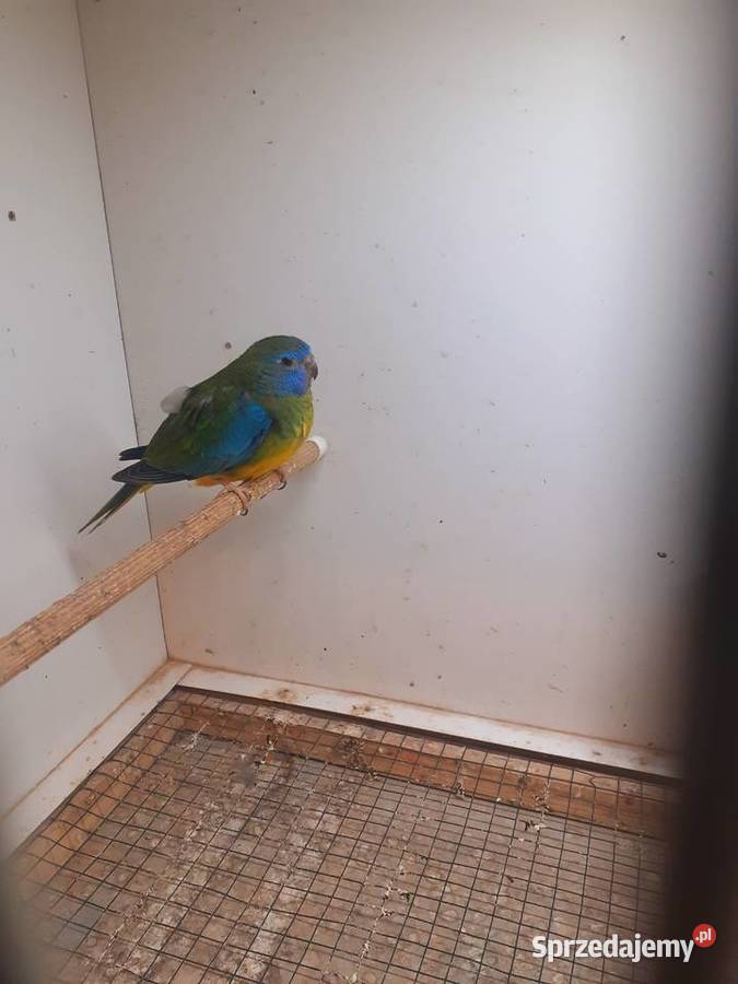 Łąkówki I lilianki Kalisz