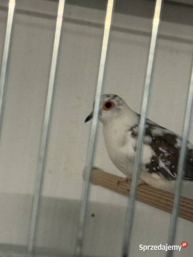 Gołąbki diamentowe Ptaki wielkopolskie sprzedam