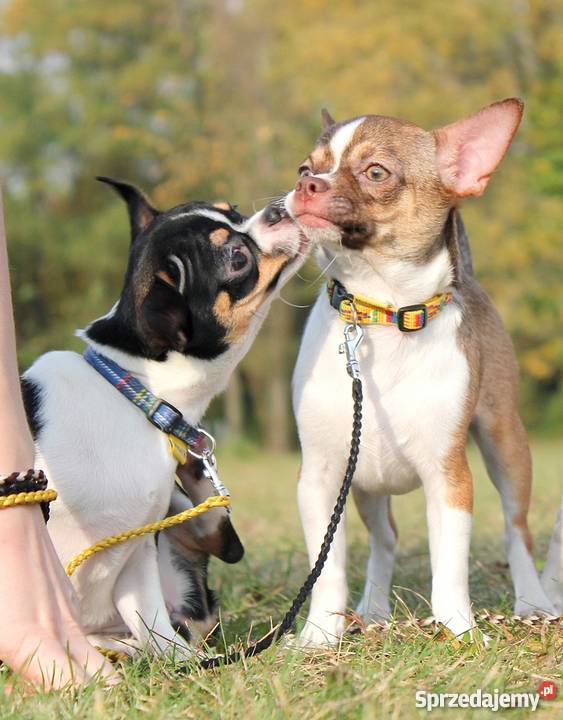 Chihuahua z rodowodem ZKwP Zgierz