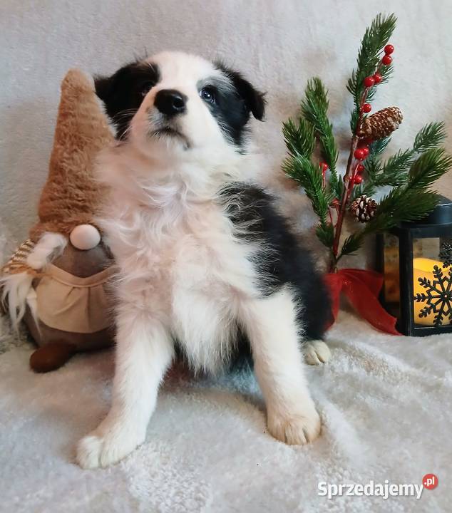Border collie suczki Grudziądz