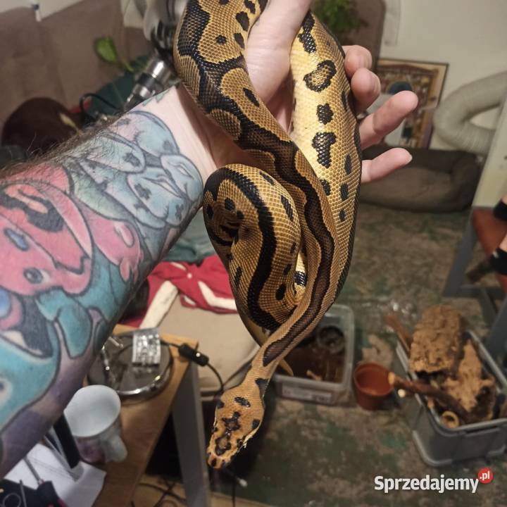 Python Królewski Python Regius Leopard clown Błonie sprzedam
