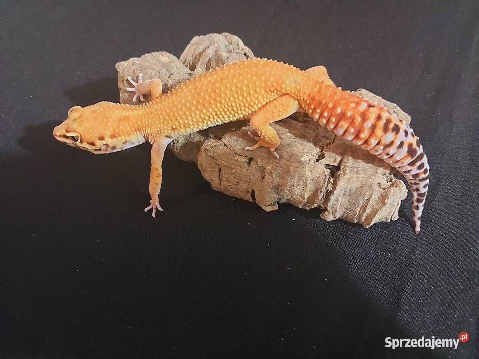 Gekon lamparci gekony lamparcie samice pomorskie Reda