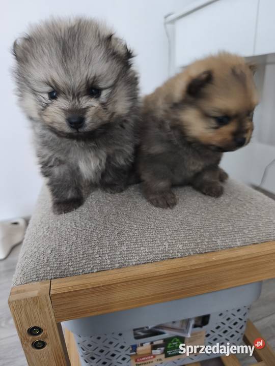 Pomeranian szczeniaki małopolskie Lachowice