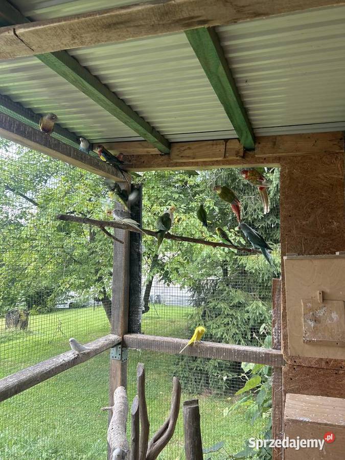 Papugi widoczne na zdjęciach Sułkowice