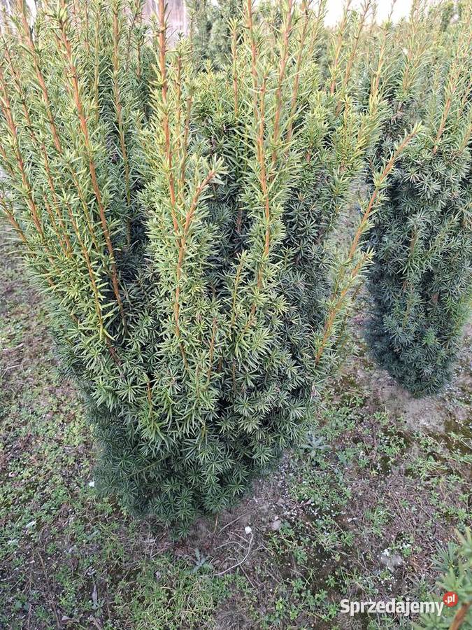 Mega WysokiGęsty Żywopłot Cis Hicksii Ogród mazowieckie Mszczonów