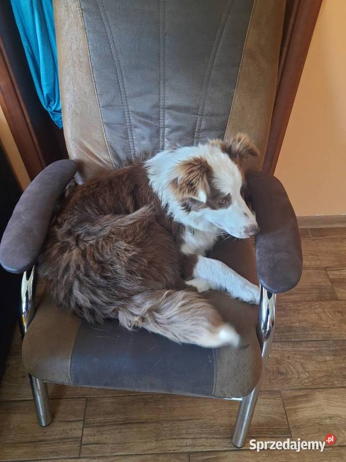 Border Collie chocolatewhite czekoladowobiały Pozostałe Dąbrowa Górnicza